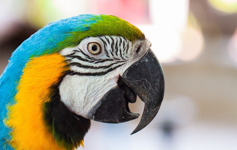 Pet and Garden Care & Advice