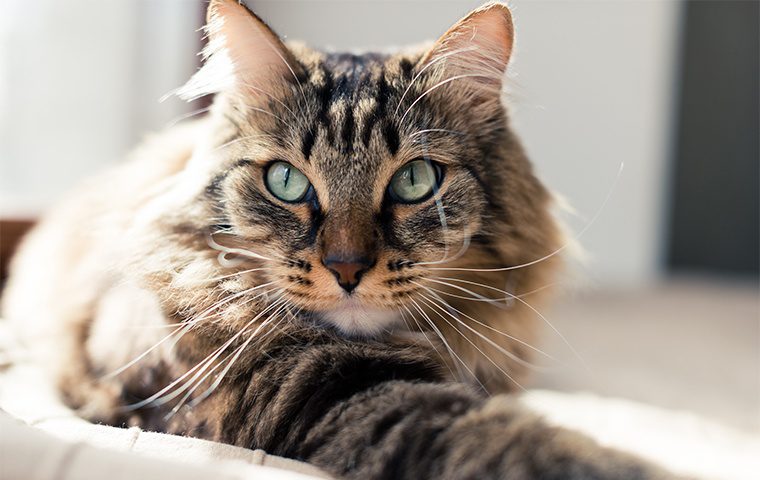 Pet and Garden Care & Advice