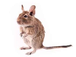 Small Pet