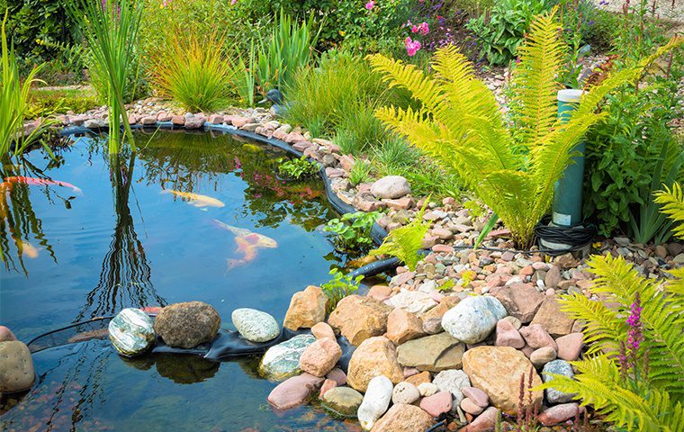 Pet and Garden Care & Advice
