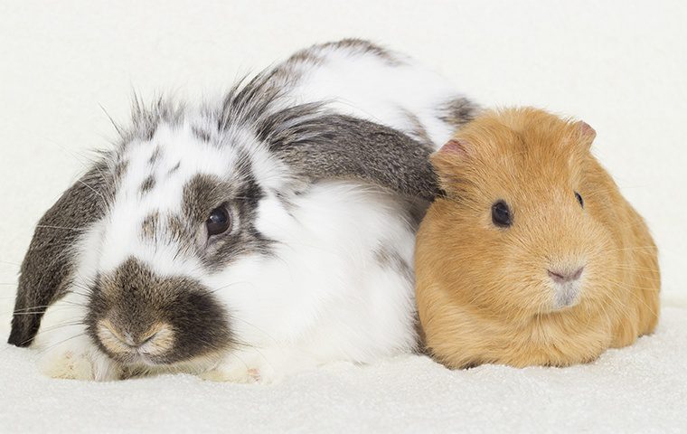 Pet and Garden Care & Advice