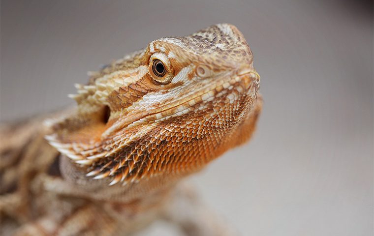 Pet and Garden Care & Advice