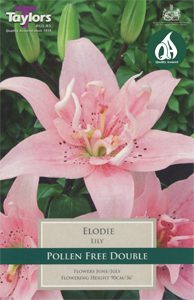 Planting Summer Flowering Bulbs 1 Planting Summer Flowering Bulbs