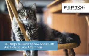 16 things you didn't know about cats - PortonAquaPet UK