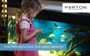 How to Properly Clean Your Indoor Aquarium