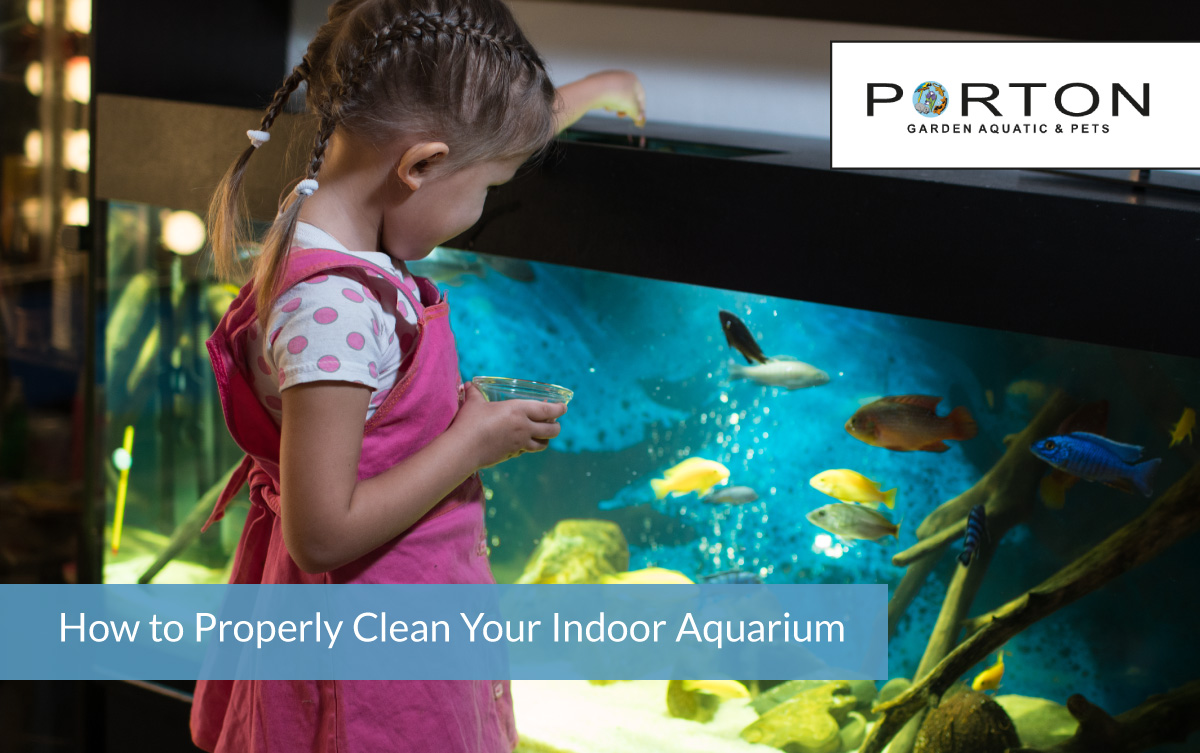 How to Properly Clean Your Indoor Aquarium 1 How to Properly Clean Your Indoor Aquarium