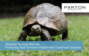 Absolute Tortoise Wormer: Protecting Your Tortoise's Health with Cloverleaf's Solution