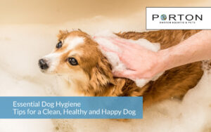 Essential Dog Hygiene Tips for a Clean, Healthy and Happy Dog
