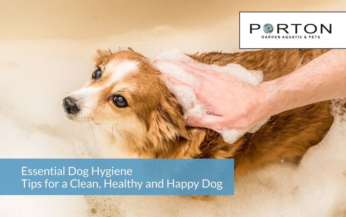 Essential Dog Hygiene Tips for a Clean, Healthy and Happy Dog 1 Essential Dog Hygiene Tips for a Clean, Healthy and Happy Dog