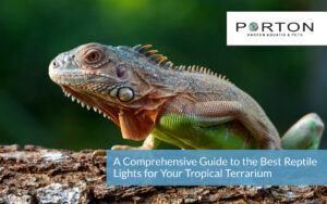 A Comprehensive Guide to the Best Reptile Lights for Your Tropical Terrarium