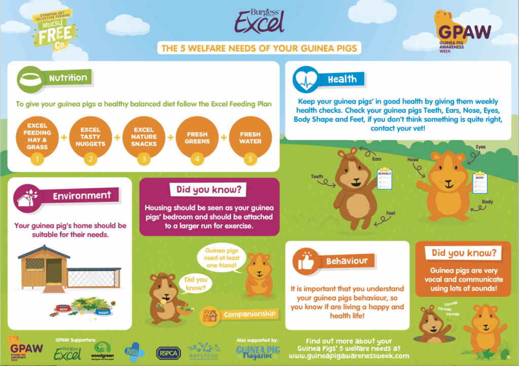 The Ultimate Guide to Guinea Pigs Care: Everything You Need to Know 2 The Ultimate Guide to Guinea Pigs Care: Everything You Need to Know