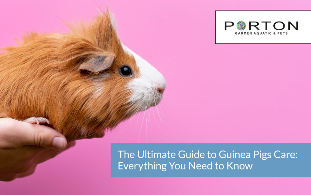 The Ultimate Guide to Guinea Pigs Care: Everything You Need to Know 1 The Ultimate Guide to Guinea Pigs Care: Everything You Need to Know