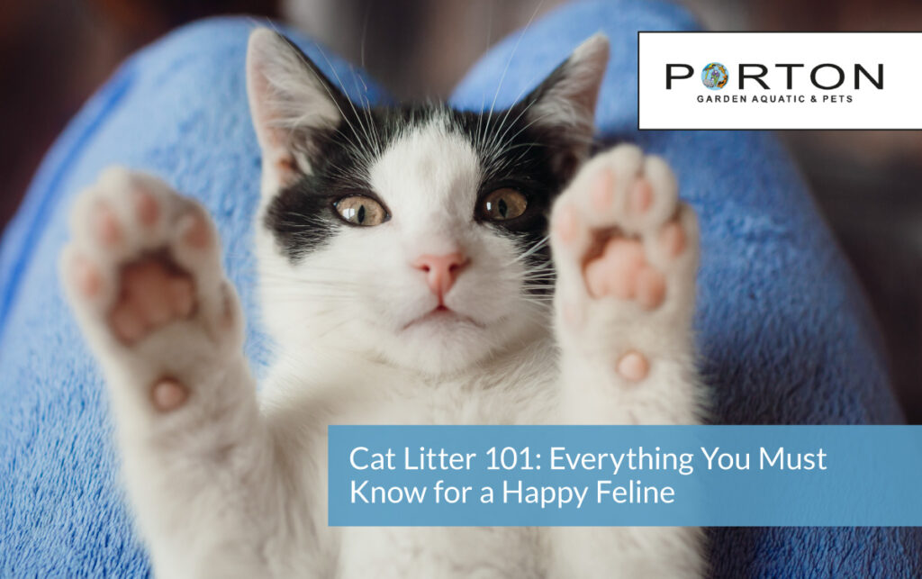 Cat Litter 101: Everything You Must Know for a Happy Feline 1 Cat Litter 101: Everything You Must Know for a Happy Feline
