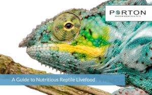 The Guide to Nutritious Reptile Livefood