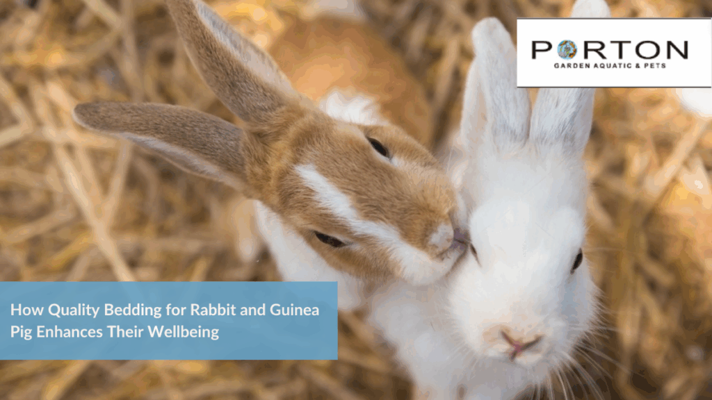 How Quality Bedding for Rabbit and Guinea Pig Enhances Their Wellbeing 1 How Quality Bedding for Rabbit and Guinea Pig Enhances Their Wellbeing