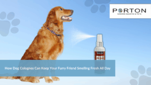 How Dog Colognes Can Keep Your Furry Friend Smelling Fresh All Day
