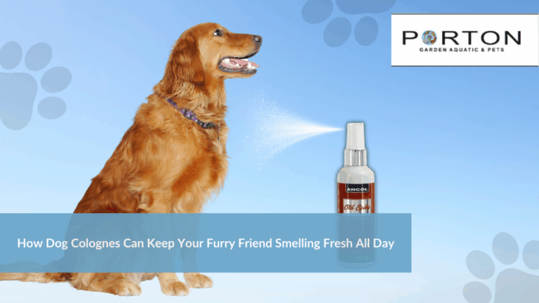 News 24 How Dog Colognes Can Keep Your Furry Friend Smelling Fresh All Day