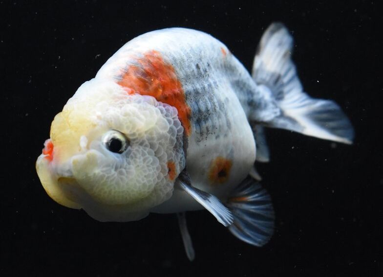 Coldwater Fish