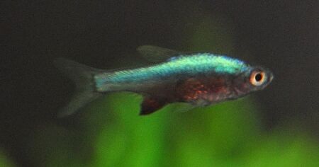Blue Neon Rasbora (Axelrodi Blue)