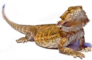 Reptile Care 54 Reptile Care