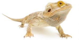 Reptile Care 55 Reptile Care