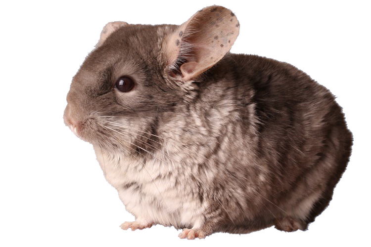 Brown Chinchilla Brown Chinchilla