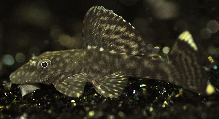 Black Bushy Nose Ancistrus Black Bushy Nose Ancistrus