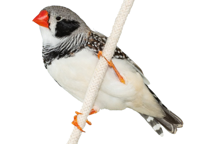 Bird Care