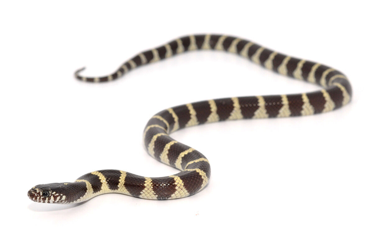 Reptile Care 64 Reptile Care