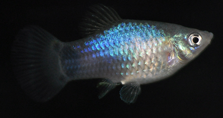 Blue Platy (Xiphophorus maculatus) Blue Platy (Xiphophorus maculatus)