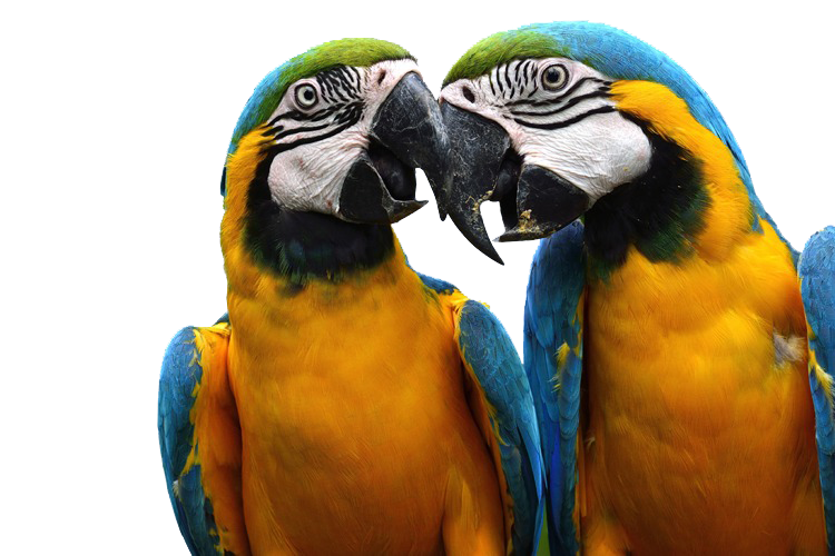 Bird Care 52 Bird Care
