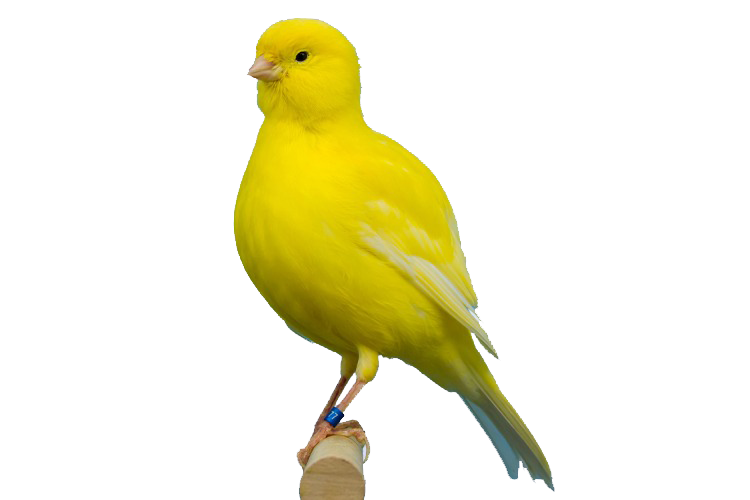 Bird Care