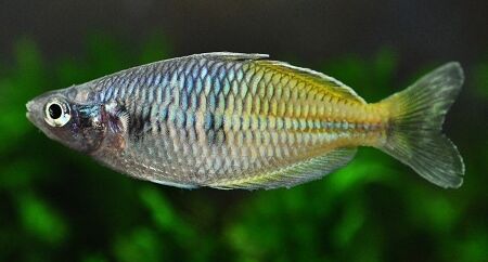 Boeseman's Rainbowfish (Melanotaenia boesemani) Boeseman's Rainbowfish (Melanotaenia boesemani)