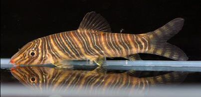 Zebra Loach (Botia Striata) Zebra Loach (Botia Striata)