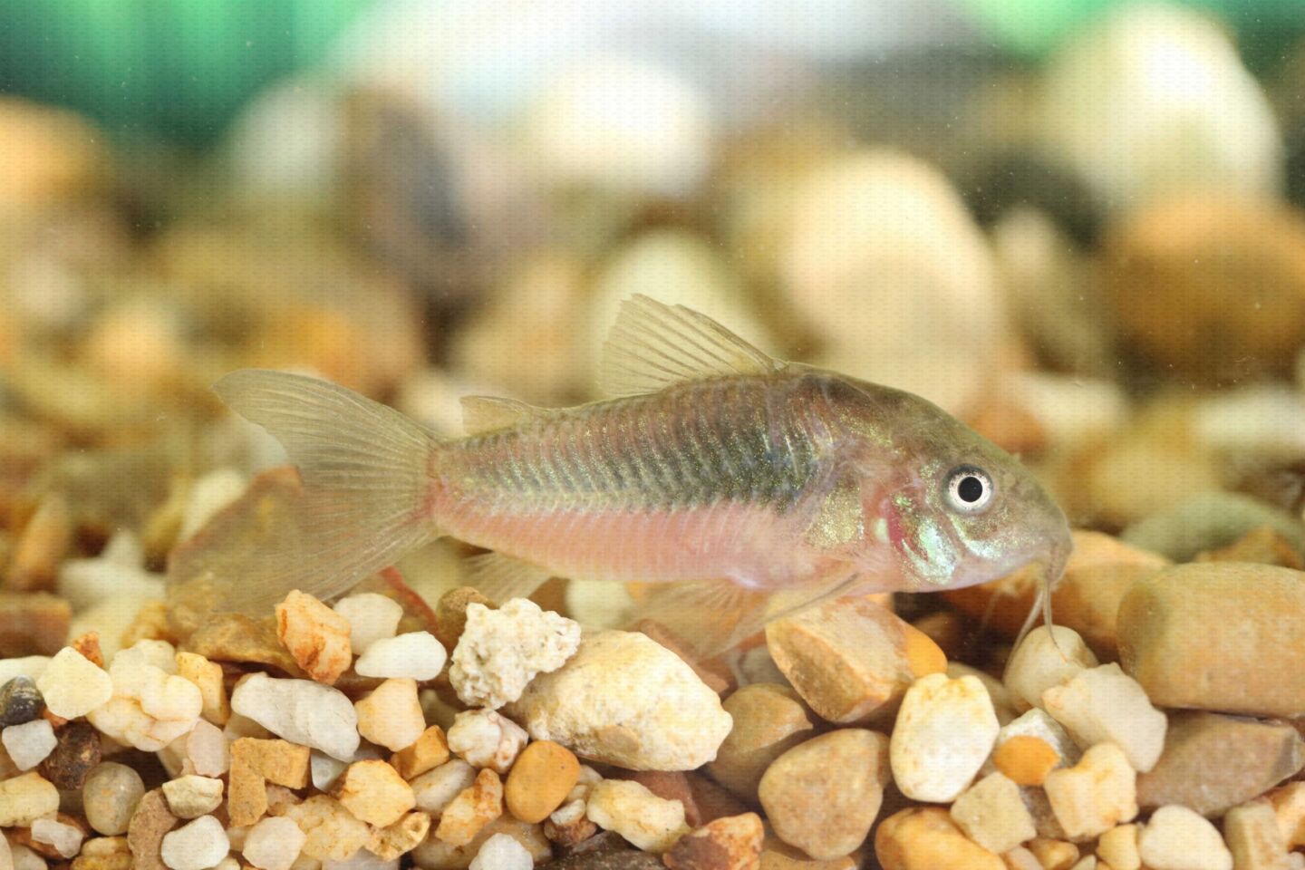 Coldwater Fish 86 Coldwater Fish