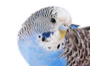 Bird Care