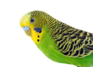 Bird Care