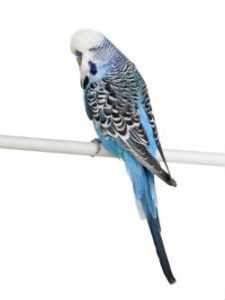 Bird Care 63 Bird Care