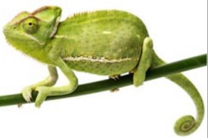 Reptile Care 67 Reptile Care