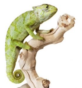 Reptile Care