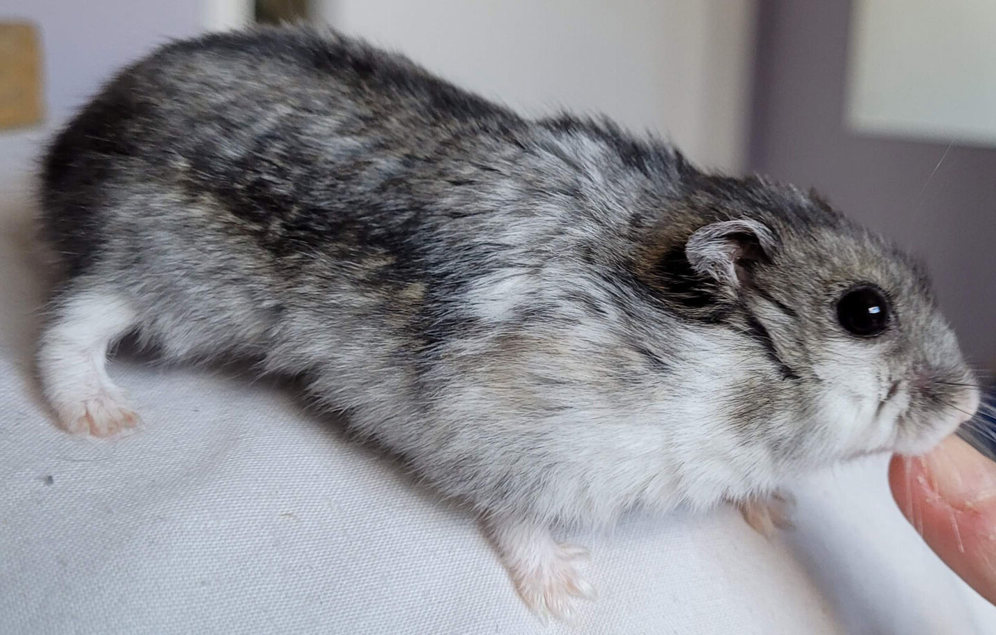 Small Pet