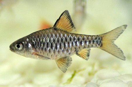 Coldwater Fish