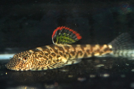 Coldwater Fish 89 Coldwater Fish