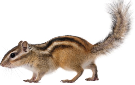 Small Pet 75 Small Pet