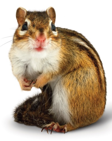 Small Pet 74 Small Pet