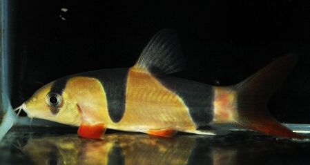 Clown Loach (Chromobotia macracanthus) Clown Loach (Chromobotia macracanthus)