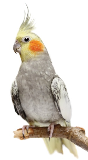 Bird Care 59 Bird Care