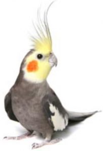Bird Care