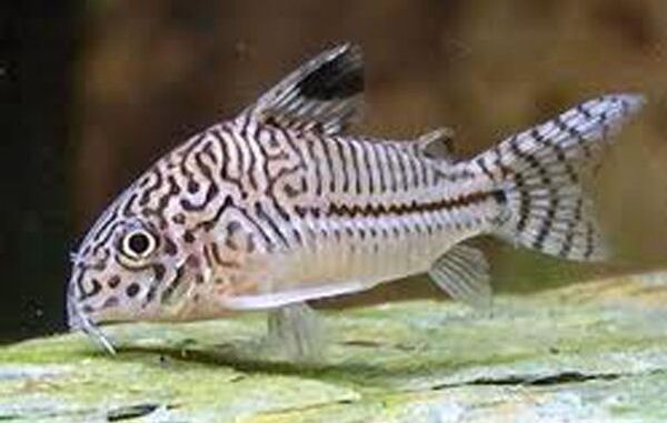 Three Lined Cory (Hoplisoma trilineatum)