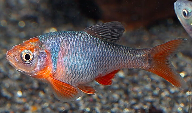Red Shiner (Cyprinella lutrensis) Red Shiner (Cyprinella lutrensis)
